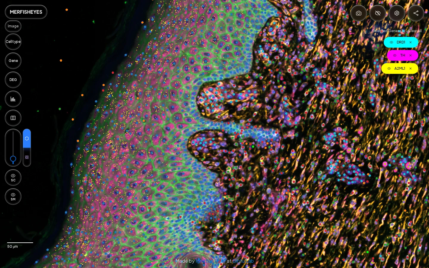 The SpatialData viewer zoomed into a skin section: the four-channel fluorescence stain underneath, cells coloured by cluster, and the molecules of DRD1, TH and A2ML1 on top